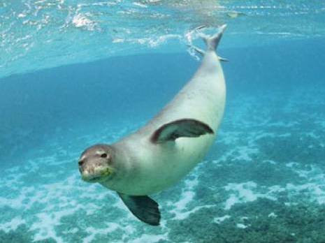 Planète - Algérie: Plus de traces de notre phoque moine