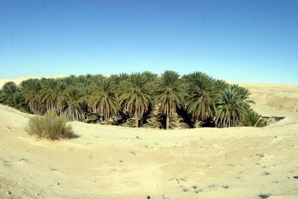 توقعات بمحصول ضعيف من التمور في الوادي