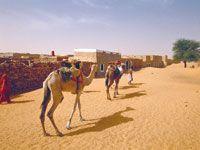 Algérie - Il est le porteur d'eau de toute la région: Le dromadaire, ce poumon qui fait respirer le Sud...