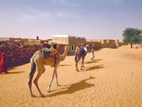 Algérie - Il est le porteur d'eau de toute la région: Le dromadaire, ce poumon qui fait respirer le Sud...