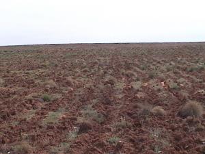 On achève bien la steppe à Sebdou