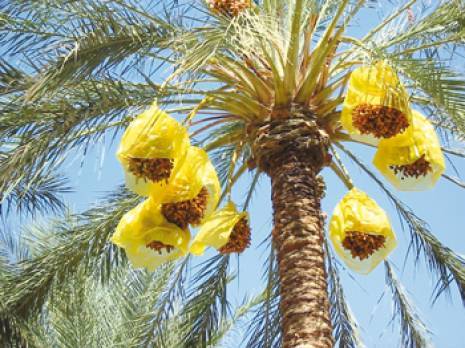 Biskra - Un nouveau parasite menace la production de dattes: Alerte dans les palmeraies