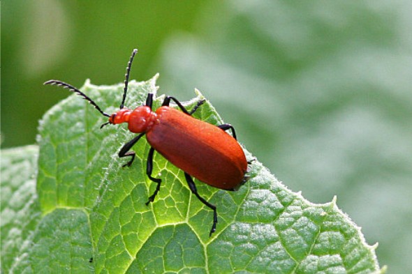 الحشرات الحمراء تثير طوارئ جنوب الجزائر
