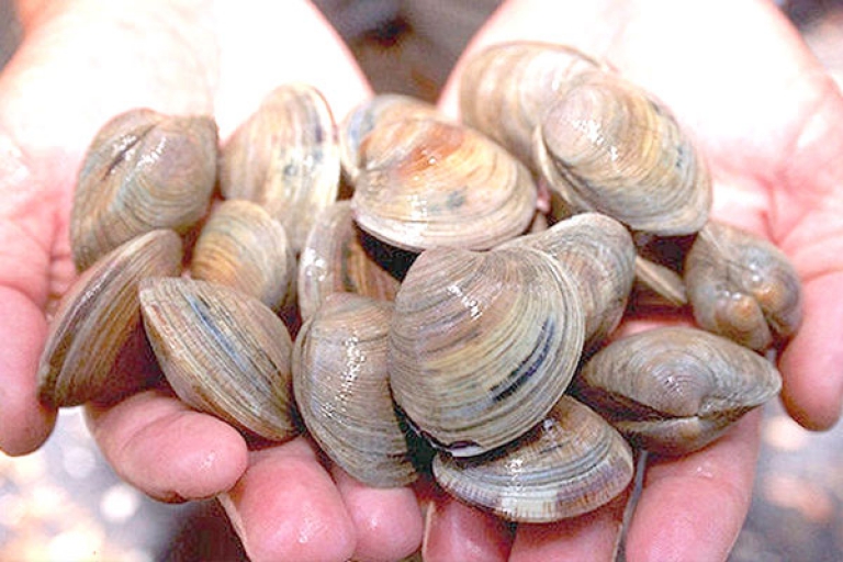 وهران... إنتاج أزيد من 44 طنا من بلح البحر