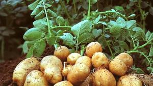 Mostaganem - Des soucis pour la pomme de terre