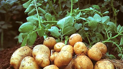 Mostaganem - Des soucis pour la pomme de terre
