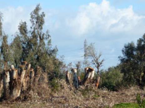 Akfadou - La déforestation gagne du terrain