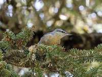 La sittelle kabyle évolue bien à Jijel