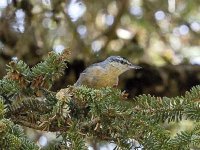 La sittelle kabyle évolue bien à Jijel