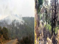 93 incendies enregistrés