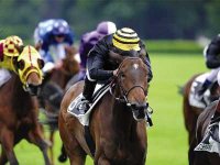 LES POULAINS EN FORCE