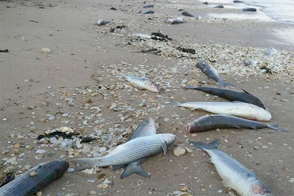 مجهولون يقومون بتجميع الأسماك النافقة وإعادة بيعها بجيجل