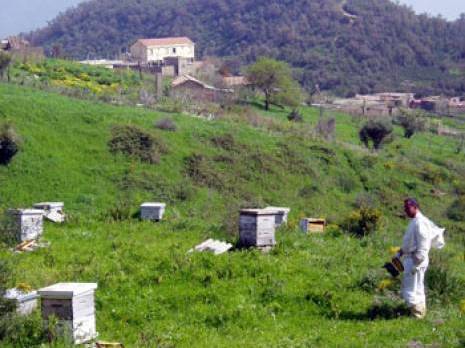 Wilaya de Bouira - La filière apicole en difficulté