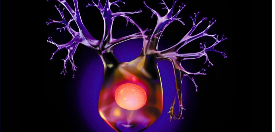 Le cerveau a le pouvoir de fabriquer en permanence de nouveaux neurones ?