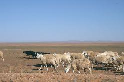 أدخلت الرعب في نفوس السكان                  تفكيك شبكة سرقة مواشي الرّعاة بالوادي