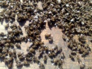 Les abeilles affectées par les intempéries de février 2012