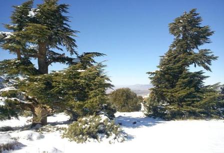 أشجار الجزائر الأطلسية تنمو فوق الصخور