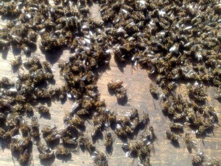 Les abeilles affectées par les intempéries de février 2012