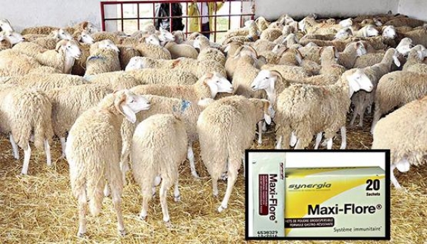 أدوية بيطرية خطيرة في المسيلة و مواد كيميائية تستعمل في تسمين المواشي