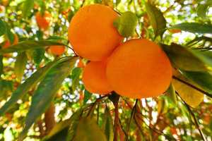 مرض غريب يصيب أشجار البرتقال في معسكر