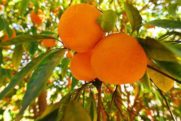 مرض غريب يصيب أشجار البرتقال في معسكر