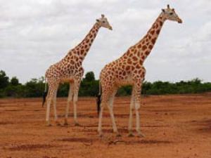 Parc naturel : le Niger détrône l’Algérie