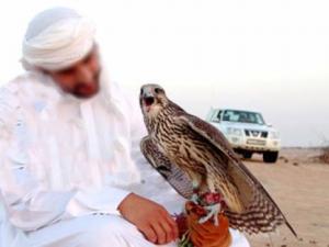 Béchar - Les braconniers sont de retour!