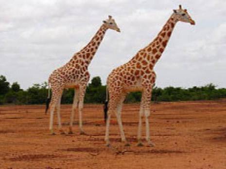 Parc naturel : le Niger détrône l’Algérie