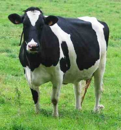 La filière connaît des perturbations à Bouira: Les producteurs de lait demandent l'aide de l'Etat