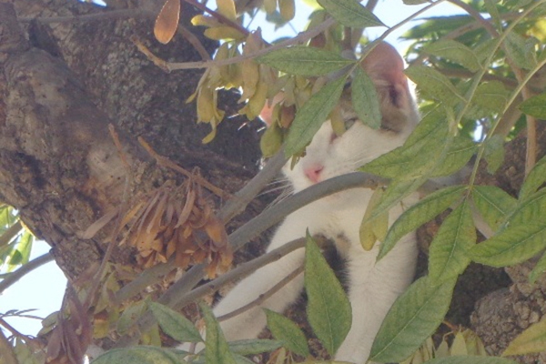 شباب يقتلون 