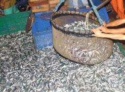 جيجل               سعر السردين يصل 350 دج والبطاطا تتخطى 110 دج