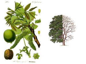 Arbres fruitiers: La palme au noyer à Beni Aziz (Sétif)