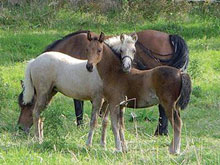 Tiaret / Le centre équin de Chaouchoua