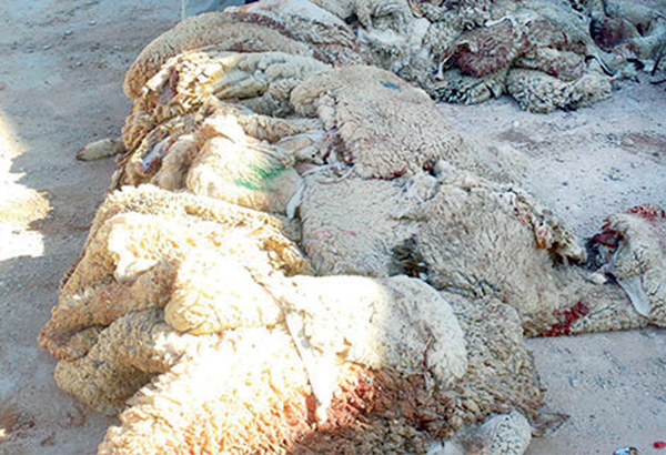 0,4 % حصة تحويل الجلود ضمن النسيج الصناعي بوهران