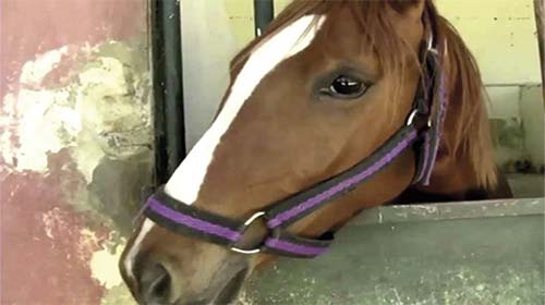Un rôle leader dans l'élevage du pur sang arabe et du cheval barbe