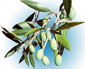 Les olives de Tunisie triturées à Béjaïa sauvent la saison oléicole algérienne