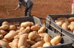 بغرض استعمالها في زراعة البطاطا بتيارت               مكتب دراسات برتغالي ـ تونسي لاستصلاح 4 آلاف هكتار من الأراضي الفلاحية