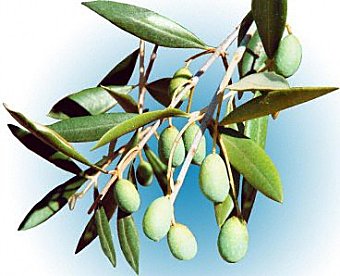 Les olives de Tunisie triturées à Béjaïa sauvent la saison oléicole algérienne