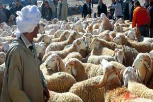 نفوق عدد كبير من رؤوس الماشية بمعسكر