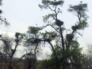 Une catastrophe écologique annoncée à Tébessa: Des centaines de cigognes menacées de disparition