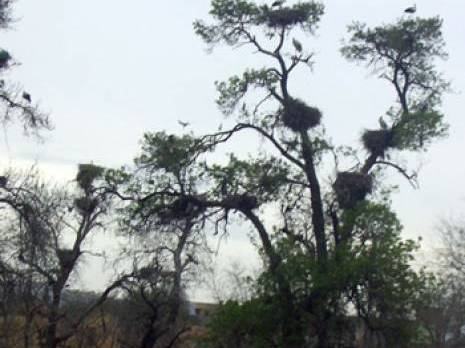 Une catastrophe écologique annoncée à Tébessa: Des centaines de cigognes menacées de disparition