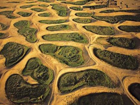 Touggourt - Les chercheurs de la station INRAA au chevet du 