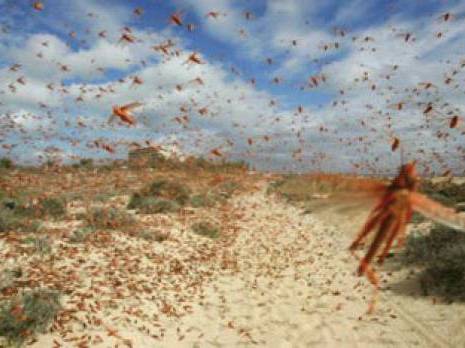 Après les dégâts occasionnés aux exploitations agricoles: Tamanrasset se dote d'un laboratoire de lutte antiacridienne