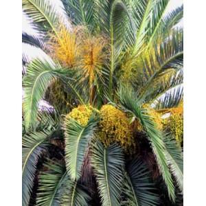 Skikda - Arrachage de palmiers à El Harrouch