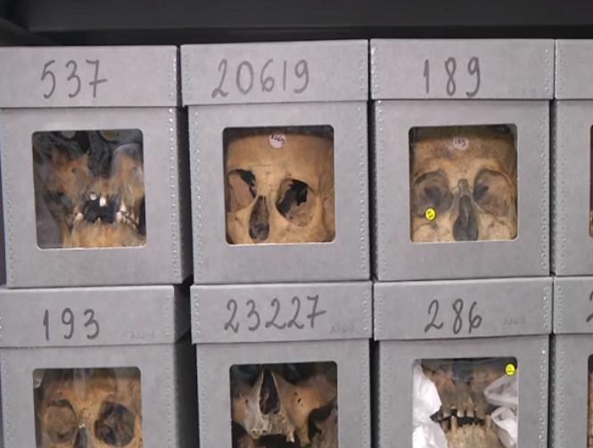 بالصورة: جماجم الجزائريين في المتحف الفرنسي