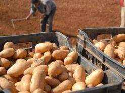 يرتقب جني 34 ألف طن قبل منتصف أفريل الجاري               إنتاج 15 ألف طن من البطاطا الموسمية المبكرة ببومرداس