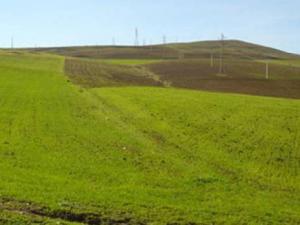 Guelma - Maladies fongiques à l'Est: L'ITGC tire la sonnette d'alarme