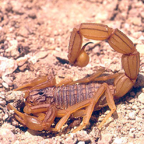 Ouargla - Campagne de prévention contre les piqûres de scorpion