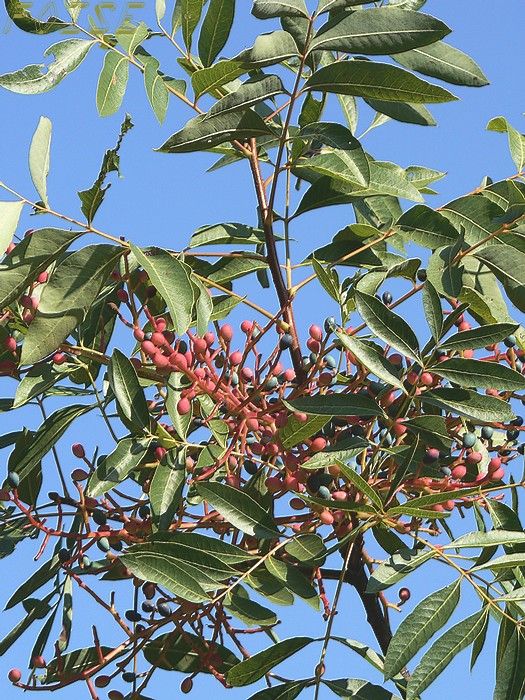 Bettaïm (Maghnia), un village oublié