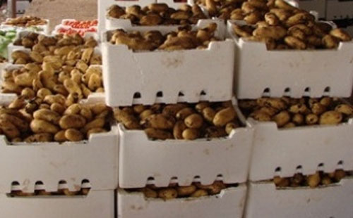 الجزائر ترفض استيراد البطاطا